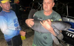 PMAM resgata filhote de peixe-boi em Parintins