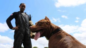 Cães policiais atuam em ocorrências e auxiliam na apreensão de materiais ilícitos