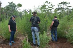 SEAI apreende maconha, tipo Skunk, no Careiro Castanho