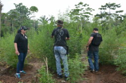 SEAI apreende maconha, tipo Skunk, no Careiro Castanho
