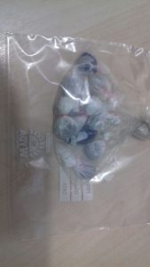 Imagem da notícia - Polícia Militar, por meio da 30ª Cicom, detém infrator por tráfico de drogas no conjunto João Paulo, na zona leste de Manaus   