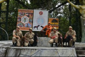 Imagem da notícia - Cães de resgate e salvamento do Corpo de Bombeiros são treinados diariamente para salvar vidas