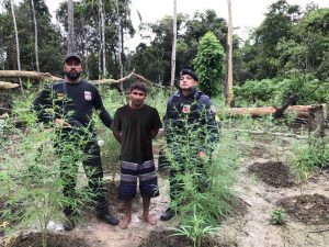 Imagem da notícia - Polícias Civil, Militar e Guarda Municipal prendem homem em Urucurituba com 800 pés de maconha e 20 kg da droga 
