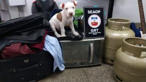 Imagem da notícia - Material roubado em casa no Japiim é recuperado pela Seaop e PM
