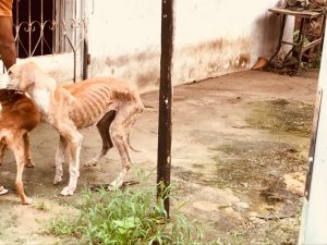 Imagem da notícia - Delegacia encaminha 38 inquéritos de maus tratos a animais para Justiça