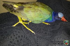 Imagem da notícia - Polícia Militar resgata ave silvestre no Parque das Nações