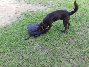 Imagem da notícia - Cão fará busca por drogas no CDPM II