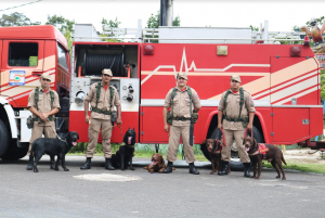 Imagem da notícia - Cães auxiliam trabalho de buscas a desaparecidos feito pelo Corpo de Bombeiros