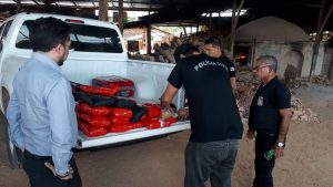 Imagem da notícia - Polícia Civil incinera 37 kg de maconha do tipo skunk em Jutaí