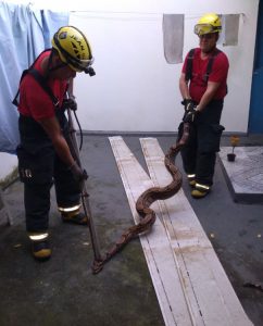 Imagem da notícia - Bombeiros militares atenderam mais de 60 ocorrências envolvendo animais