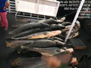 Imagem da notícia - Polícia Militar apreende 1,7 tonelada de pirarucu em frigorífico