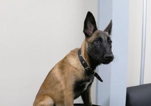 Imagem da notícia - Grupo Fera, da Polícia Civil, tem primeiro cão policial