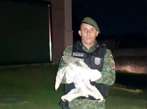 Imagem da notícia - Batalhão Ambiental resgata preguiça