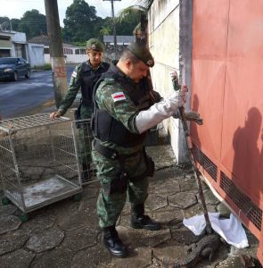 Imagem da notícia - Batalhão Ambiental resgata mais de 100 animais silvestres em cinco meses