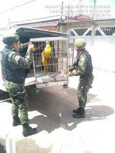 Imagem da notícia - Policiais militares do Batalhão Ambiental fazem resgate de arara-canindé