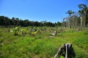 Imagem da notícia - Operação desmonta ocupação ilegal em área ambientalmente protegida no Careiro Castanho