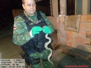 Imagem da notícia - Policiais militares do Comando de Policiamento Ambiental resgatam animais
