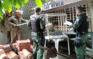 Imagem da notícia - Batalhão Ambiental resgata macaco barrigudo cativo em residência