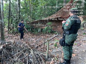 Imagem da notícia - Polícia Militar encontra carvoria clandestina na BR-174