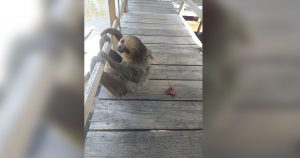 Imagem da notícia - Batalhão Ambiental da PM resgata bicho-preguiça no Viver Melhor II