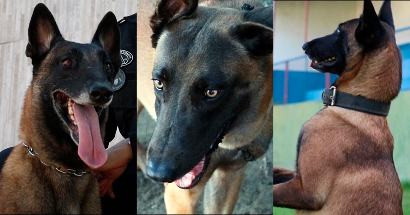 Cães da segurança