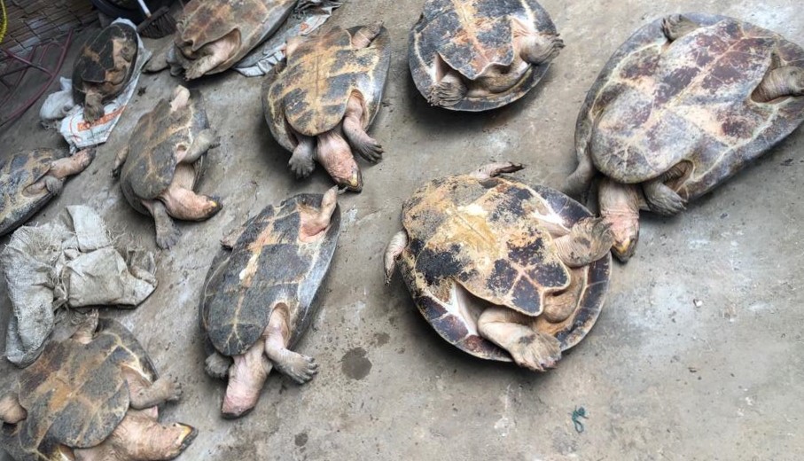 Animais resgatados pelo DIP de Itacoatiara.
