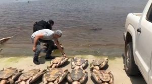 Imagem da notícia - Polícia Civil apreende e devolve ao habitat natural dez tartarugas em Itacoatiara