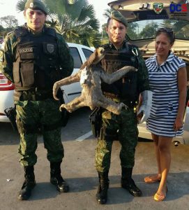 Imagem da notícia - Batalhão Ambiental da PM resgata animal silvestre em via pública