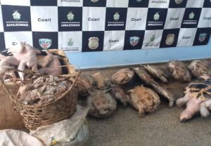 Imagem da notícia - PC apreende carnes de animais silvestres, quelônios, aves e pirarucu