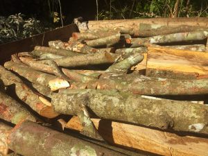 Imagem da notícia - Policiais da Dema prendem cinco homens por crime ambiental