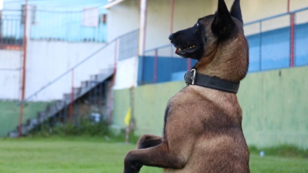 Cães da segurança