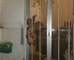 Imagem da notícia - Batalhão Ambiental da Polícia Militar captura cobra jiboia no Japiim