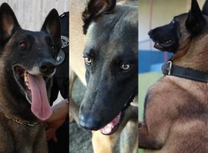 Imagem da notícia - Cães da segurança auxiliam policiais e têm adestramento em três idiomas