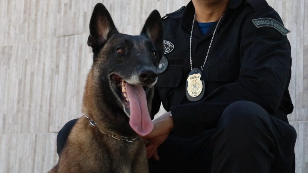 Cães da segurança
