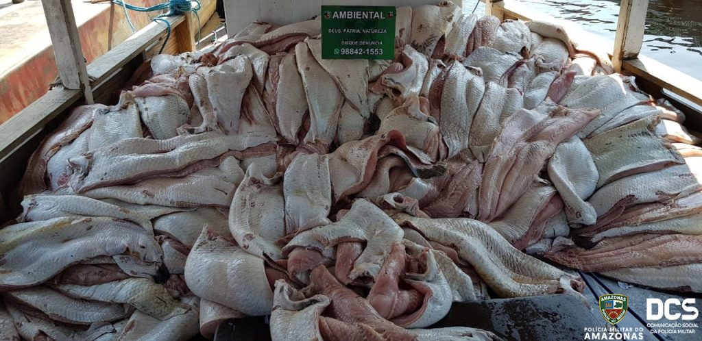 Pescado ilegal apreendi por Batalhão de Policiamento Ambiental