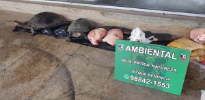 Imagem da notícia - Batalhão Ambiental apreende pescados, quelônios e carne de caça ilegal