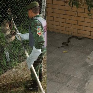 Imagem da notícia - Batalhão Ambiental da PM resgata animais silvestres em Manaus