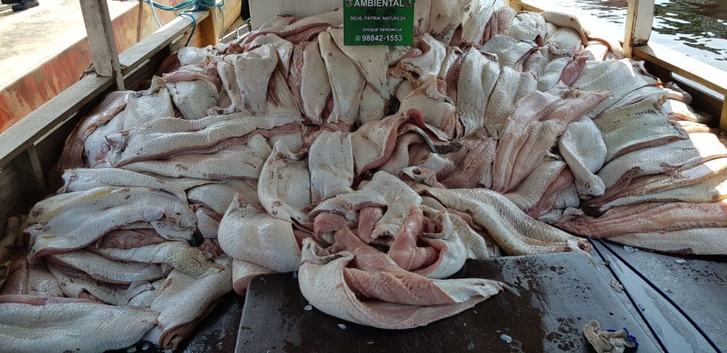 Toneladas de pirarucu