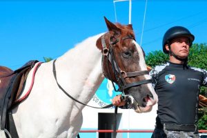 Imagem da notícia - Conheça um pouco mais sobre a Cavalaria da Polícia Militar