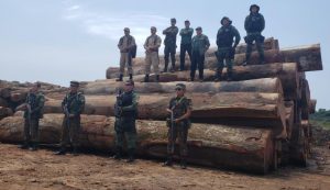 Imagem da notícia - Ação no sul do AM resulta em multa de R$ 1,7 mi por crimes ambientais