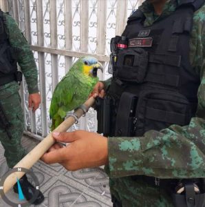Imagem da notícia - Batalhão Ambiental resgata aves silvestres no bairro Riacho Doce I