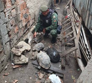 Imagem da notícia - Batalhão Ambiental da Polícia Militar resgata jabutis em residência no Coroado
