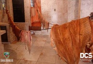 Imagem da notícia - Polícia Militar apreende 528 kg de pirarucu no Nova Esperança