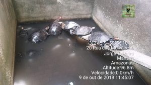Imagem da notícia - PM localiza criadouro clandestino de quelônios na Zona Leste