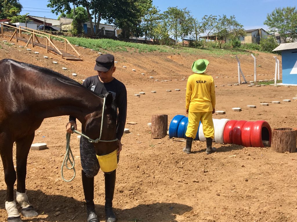 Cavalaria da PM inaugura pista Centauro de Maneabilidade a Cavalo - SSP