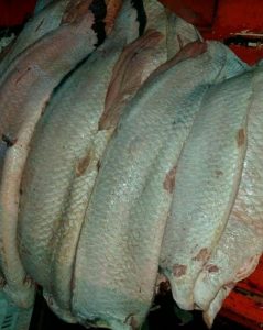 Imagem da notícia - Polícia Militar apreende pescado e carne de caça ilegal na zona sul