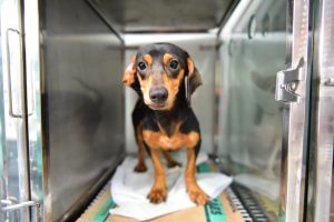 Imagem da notícia - Campanha da Dema vai beneficiar abrigos de animais em Manaus