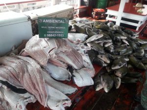 Imagem da notícia - PM apreende aproximadamente cinco toneladas de pescado em dois dias