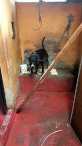 Imagem da notícia - Polícia Civil registra, em média, um caso de maus-tratos contra animais por dia na capital