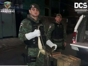Imagem da notícia - Jacaré é resgatado pelo Batalhão de Policiamento Ambiental, em Manaus